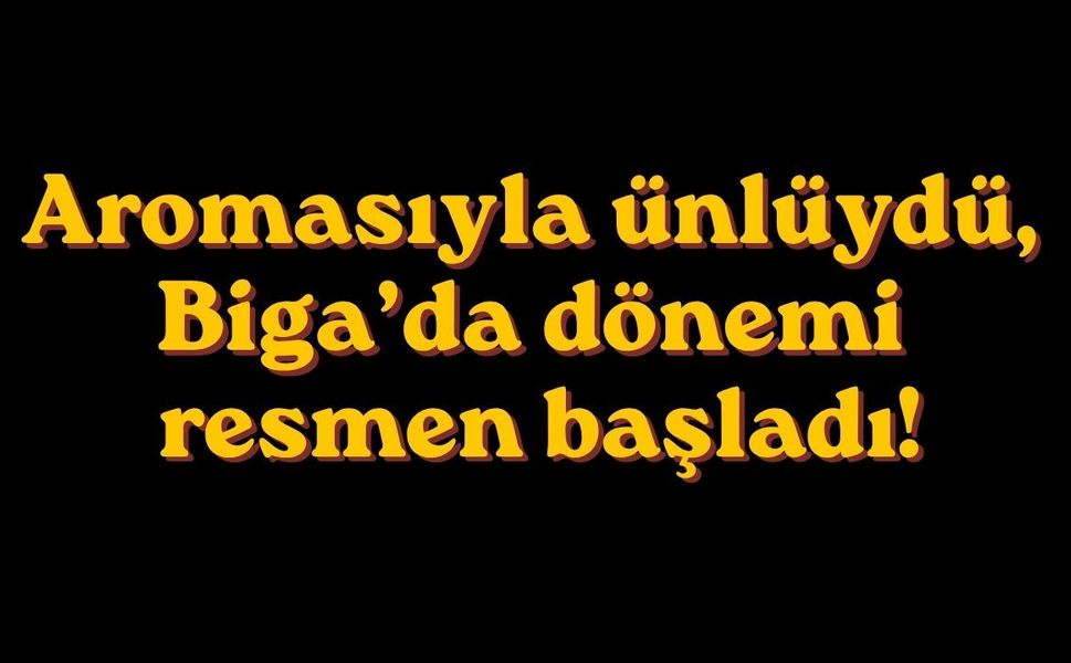 Aromasıyla ünlüydü, Biga’da dönemi resmen başladı!