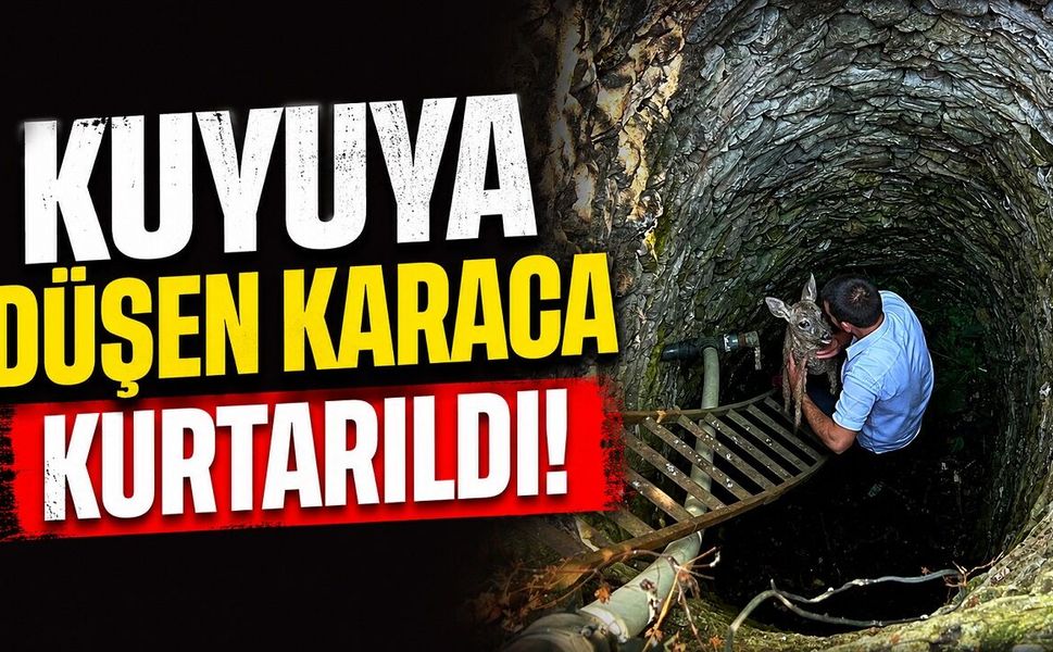 Kuyuya düşen karaca kurtarıldı