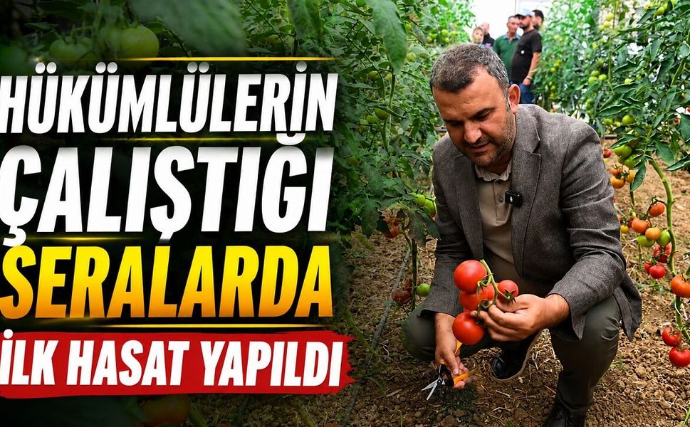 Hükümlülerin çalıştığı seralarda ilk hasat yapıldı