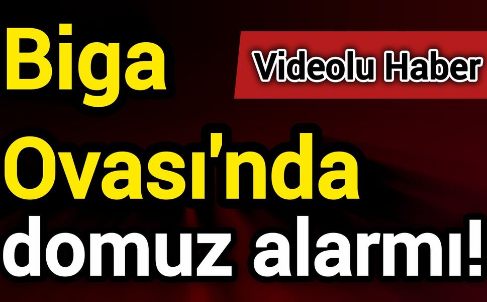 Biga Ovası'nda domuz alarmı!