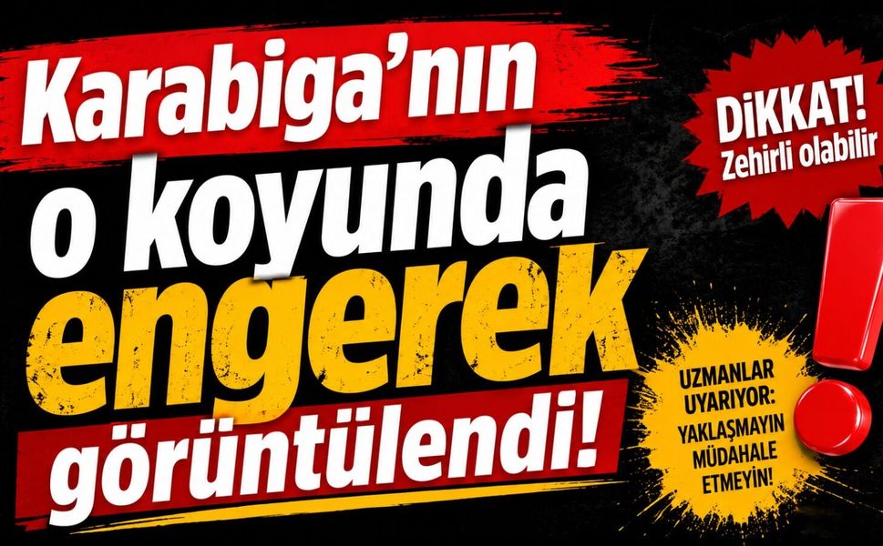 Karabiga’nın o koyunda engerek görüntülendi!