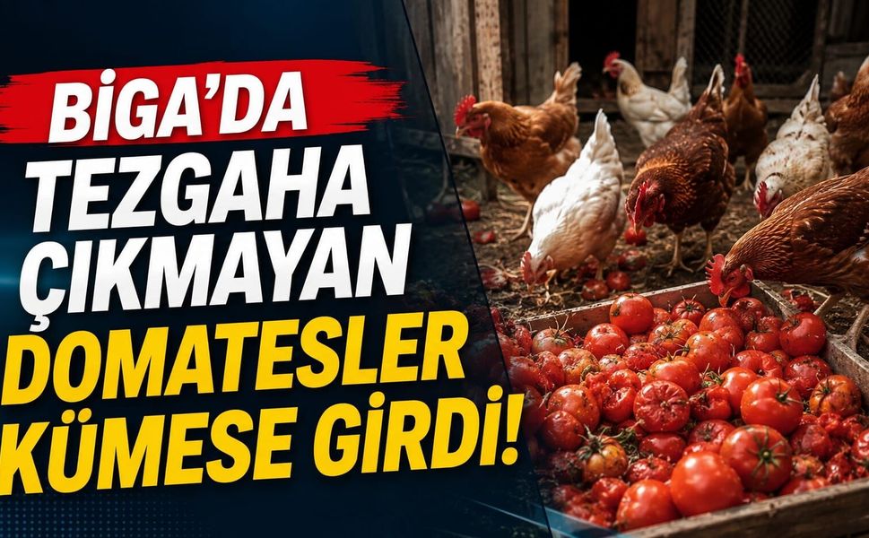 Biga’da tezgaha çıkmayan domatesler kümese girdi!
