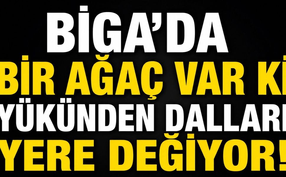 Biga’da bir ağaç var ki yükünden dalları yere değiyor