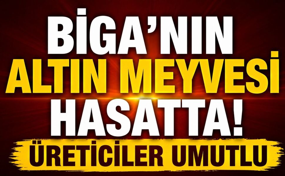 Biga'nın altın meyvesi hasatta! Üreticiler umutlu