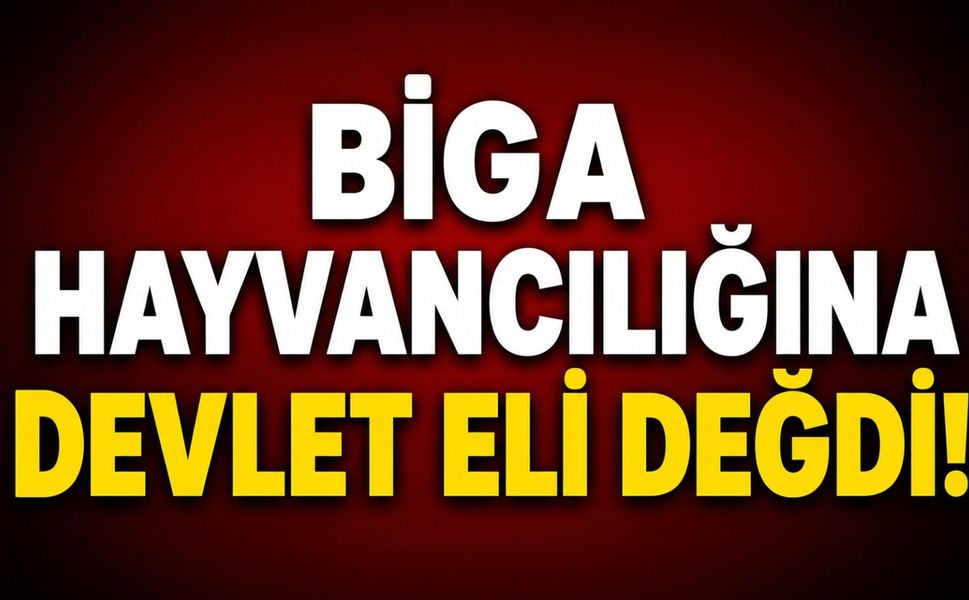 Biga hayvancılığına devlet eli değdi!