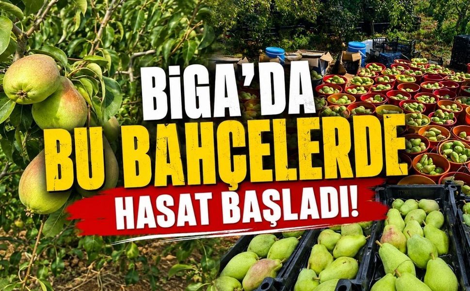 Biga’da bu bahçelerde hasat başladı!
