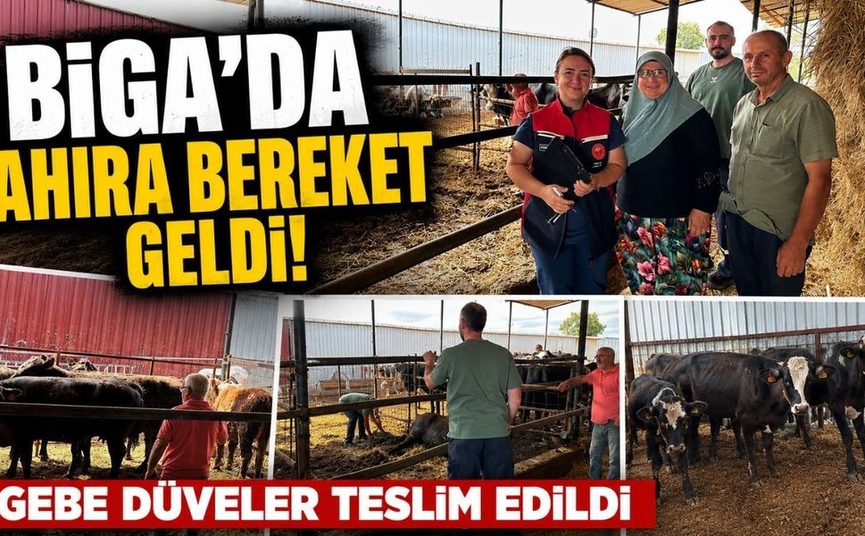 Biga’da ahıra bereket geldi! Gebe düveler teslim edildi