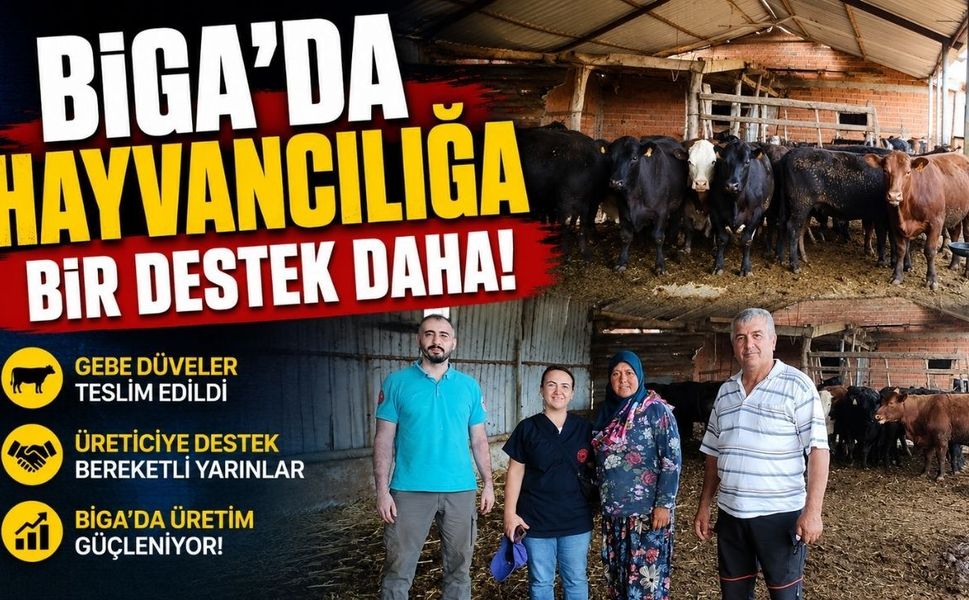 Biga’da hayvancılığa bir destek daha!