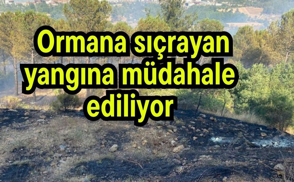 Ormana sıçrayan yangına müdahale ediliyor