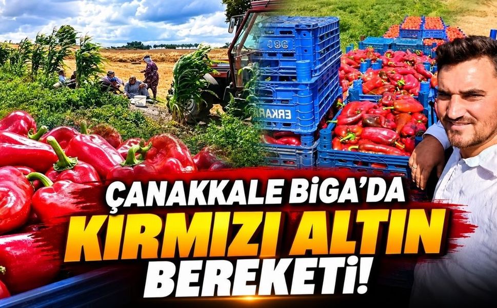 Çanakkale Biga’da kırmızı altın bereketi !