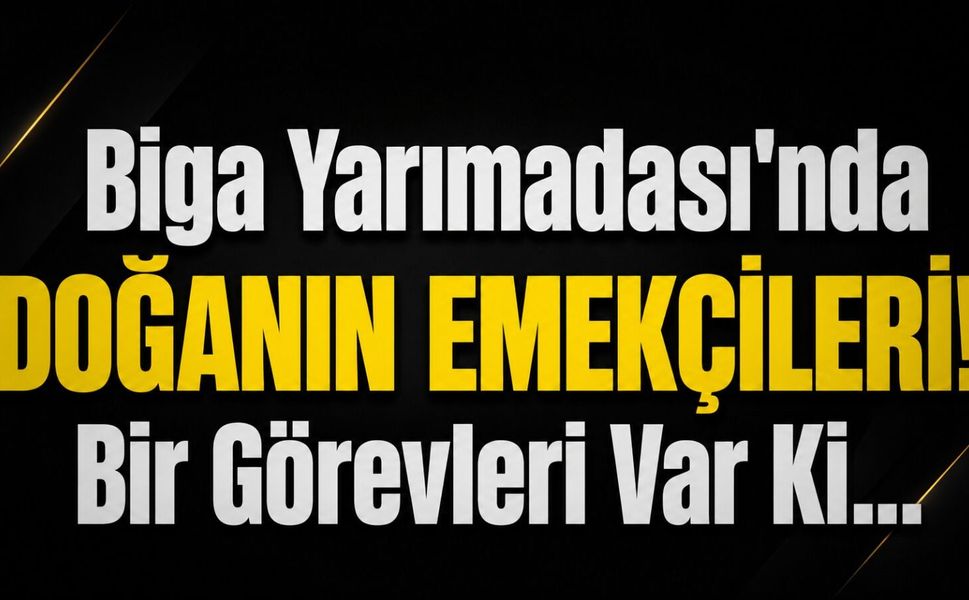 Biga Yarımadası’nda Doğanın Emekçileri! Bir Görevleri Var Ki…