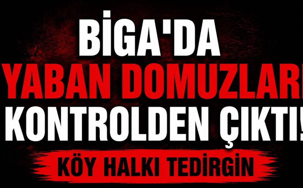 Biga'da yaban domuzları kontrolden çıktı! Köy halkı tedirgin