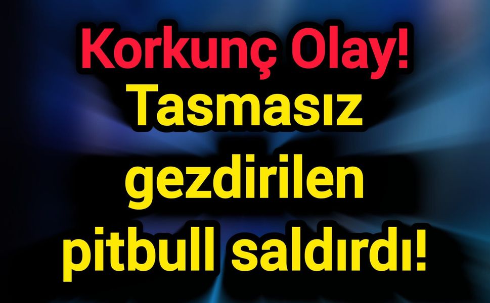 Korkunç Olay! Tasmasız gezdirilen pitbull saldırdı!