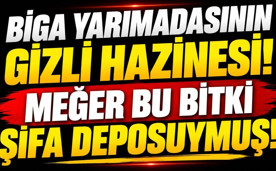 Biga Yarımadasının gizli hazinesi! Meğer bu bitki şifa deposuymuş