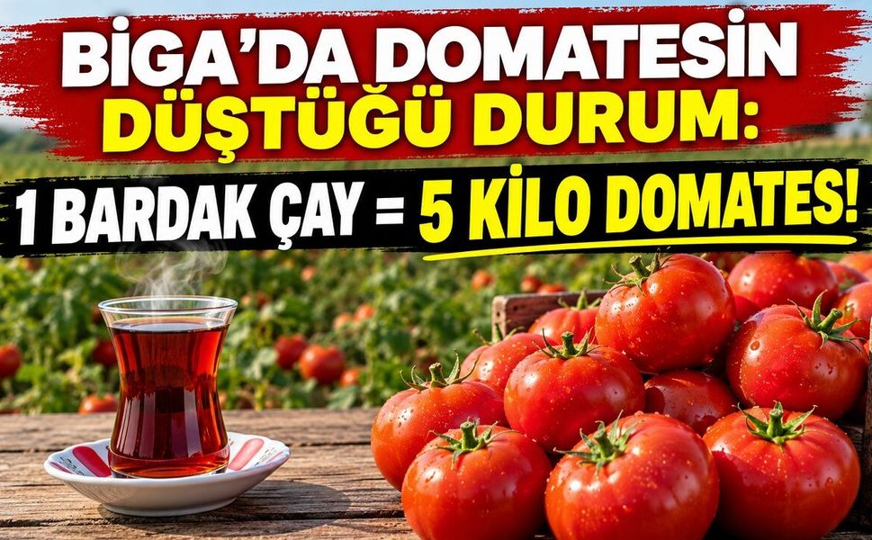 Biga’da domatesin düştüğü durum: 1 bardak çay = 5 kilo domates!