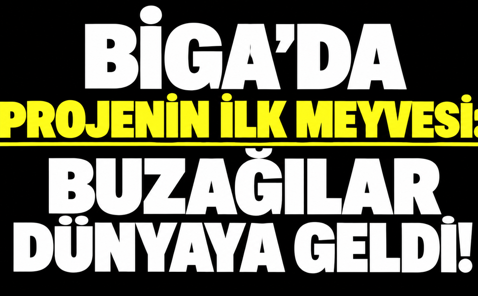 Biga’da projenin ilk meyvesi: Buzağılar dünyaya geldi!