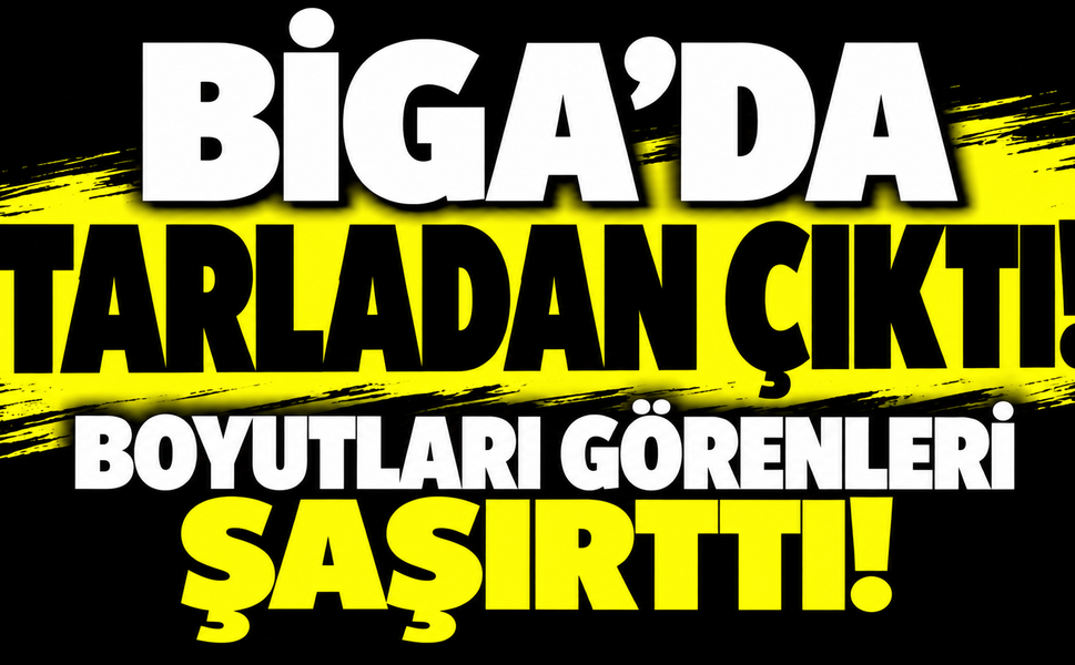 Biga’da tarladan çıktı! Boyutları görenleri şaşırttı