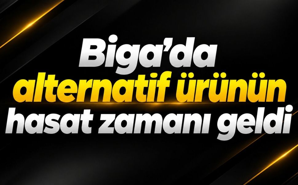 Biga’da alternatif ürünün hasat zamanı geldi