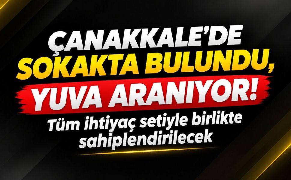 Çanakkale'de sokakta bulundu, yuva aranıyor: Tüm ihtiyaç setiyle birlikte sahiplendirilecek