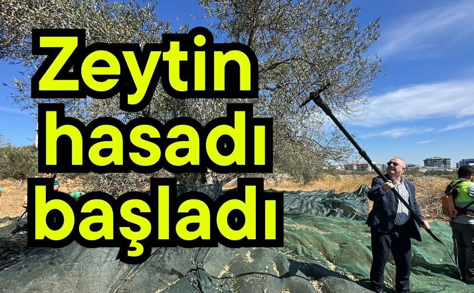 Zeytin hasadı başladı