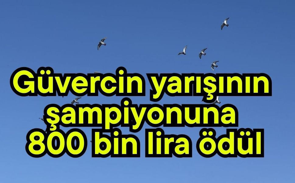Güvercin yarışının şampiyonuna 800 bin lira ödül