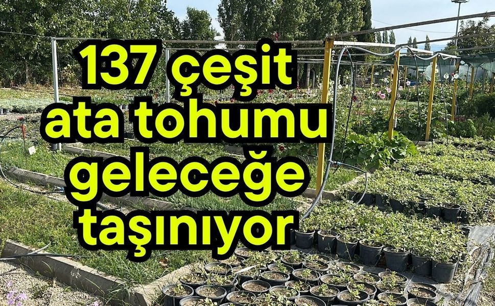 137 çeşit ata tohumu geleceğe taşınıyor