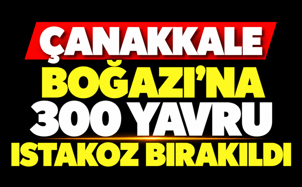 Çanakkale Boğazı'na 300 yavru ıstakoz bırakıldı