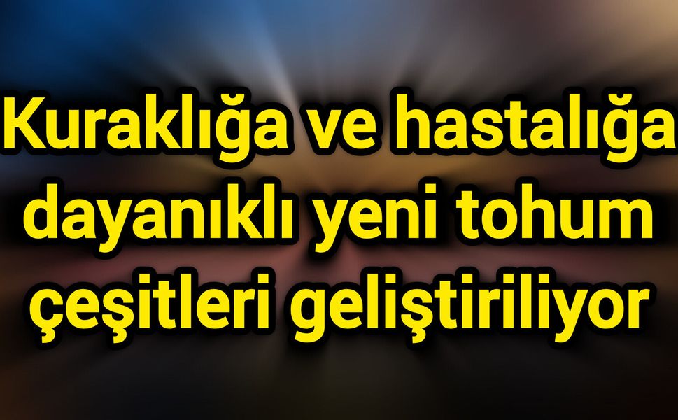 Kuraklığa ve hastalığa dayanıklı yeni tohum çeşitleri geliştiriliyor