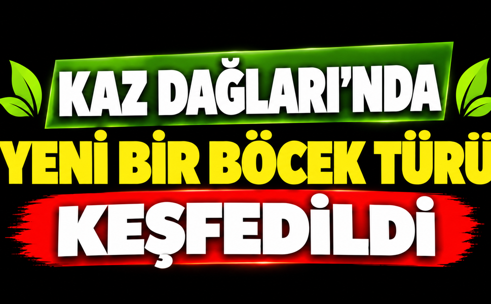 Kaz Dağları'nda yeni bir böcek türü keşfedildi