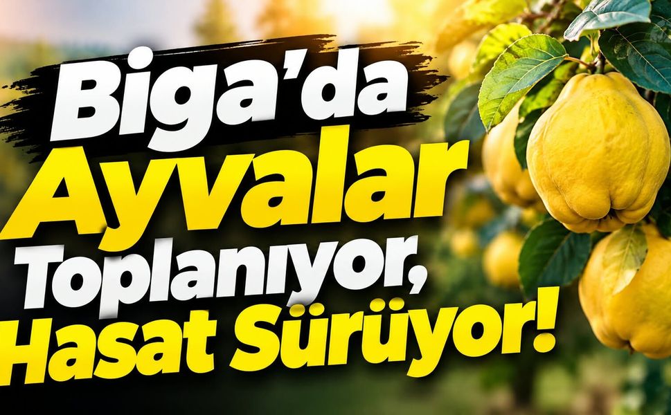 Biga’da Ayvalar Toplanıyor, Hasat Sürüyor!