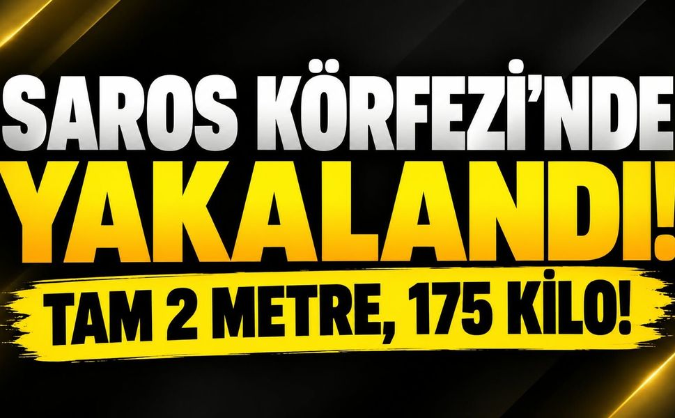 Saros Körfezi’nde yakalandı! Tam 2 metre, 175 kilo!